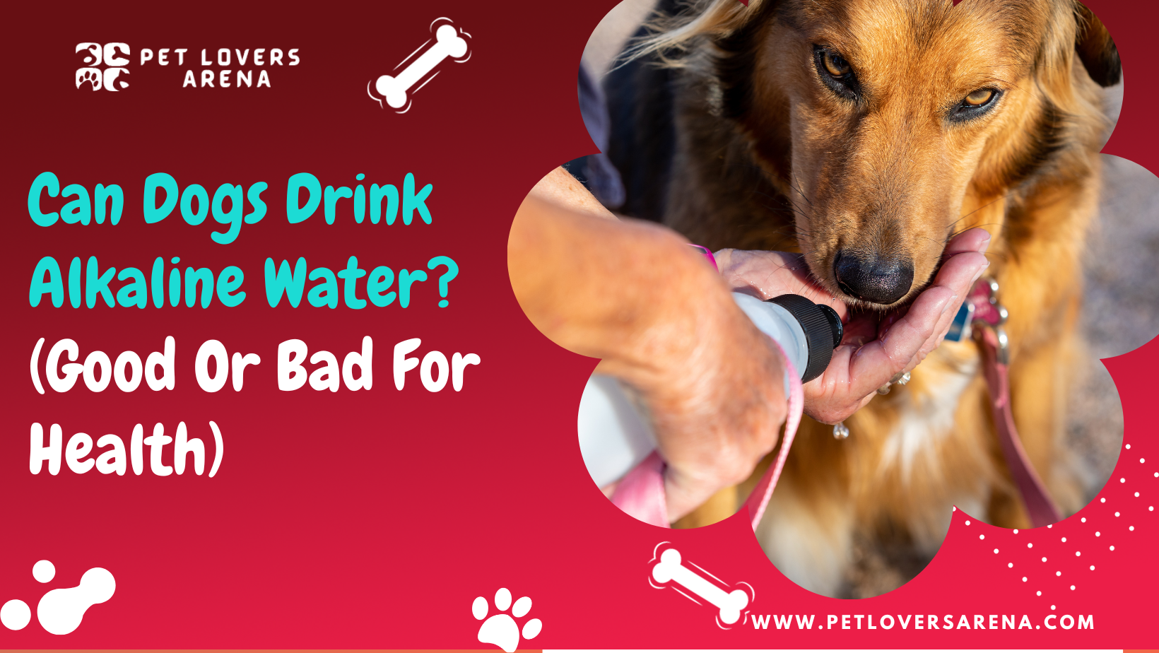 can dogs drink alkaline water