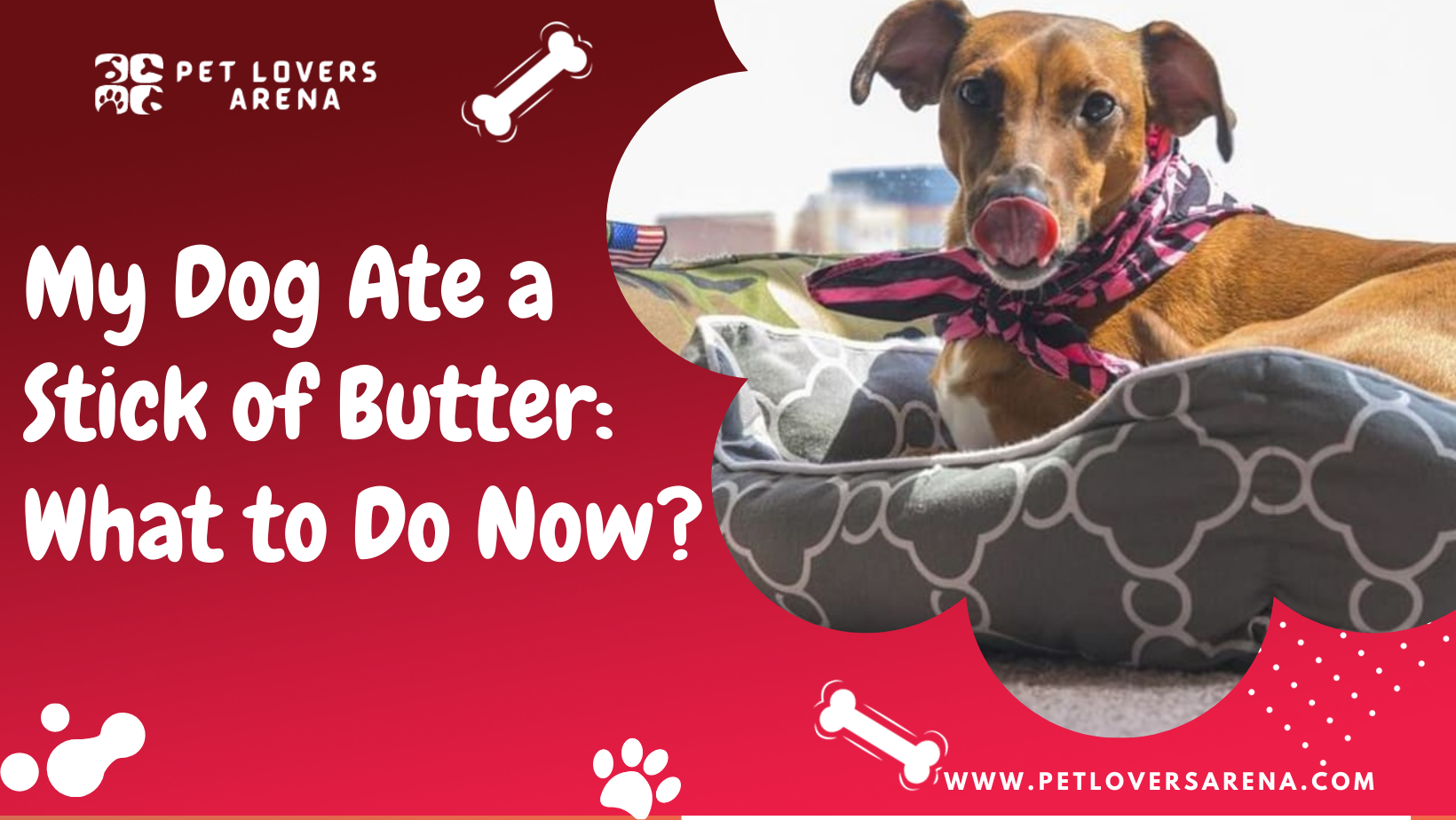 dog ate butter