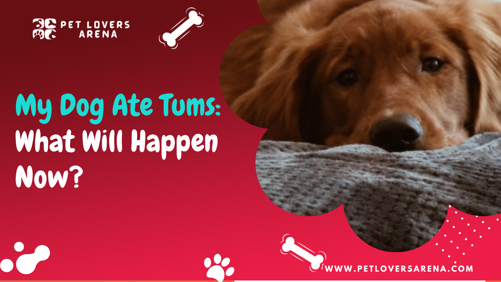 dog ate tums