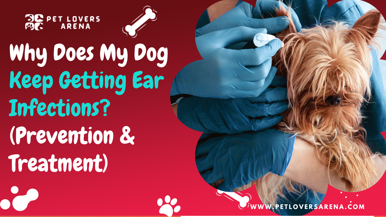 why does my dog keep getting ear infections