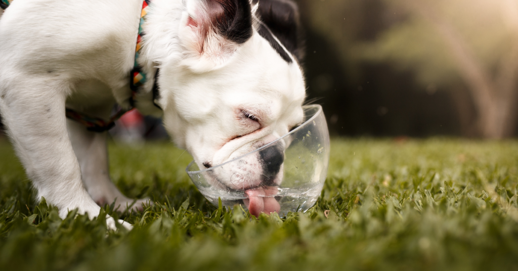 How Do I Make My Pups Drink Water?
