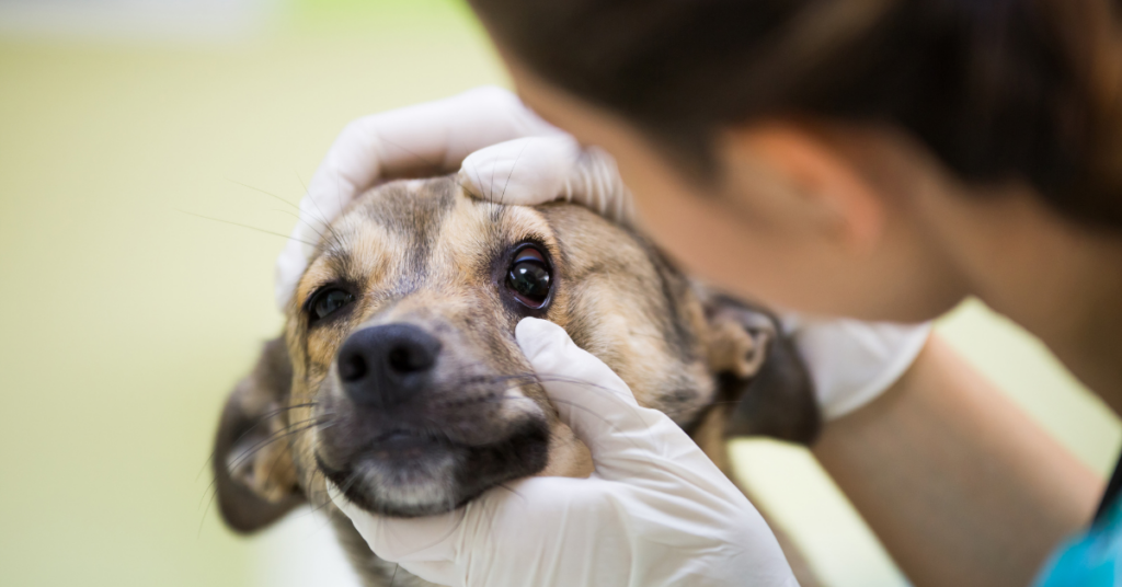 How can You Keep Your Dog's Eyes Clean?