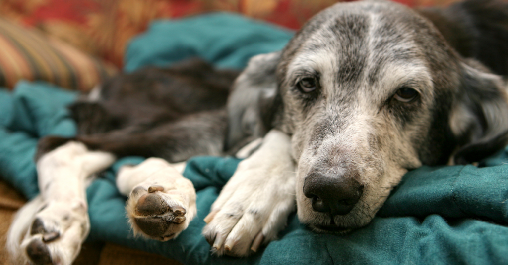 How long Can a Dog With Stage 4 Kidney Failure live?