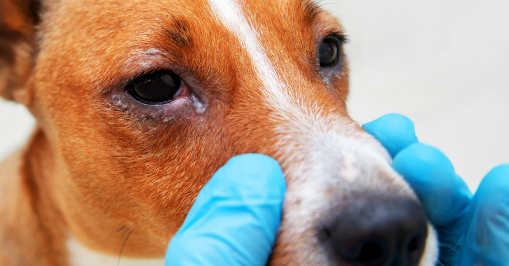 Is Pigmentary Keratitis Painful For Dogs?