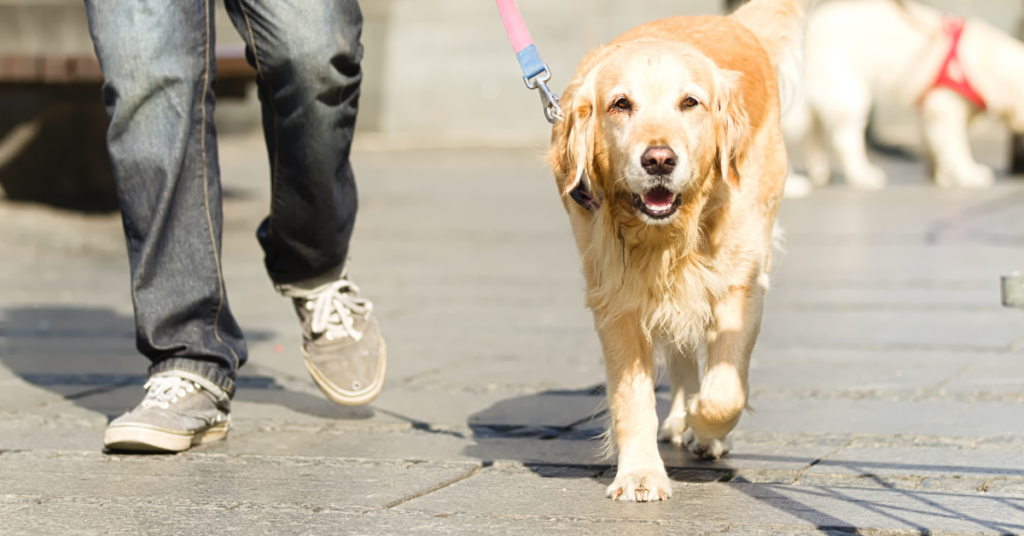 Is Shaking Your Dog's Front Leg While Sitting a Sign of the Dog Getting Older?