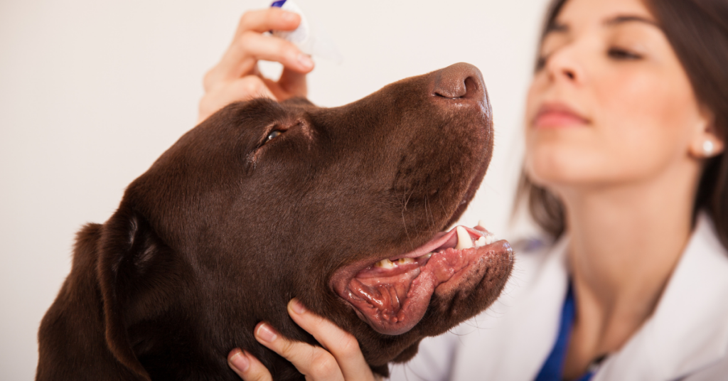 Is it Safe to use Vaseline on Dogs?