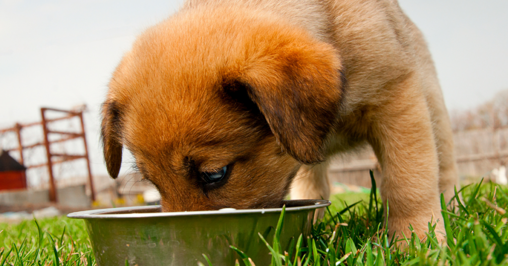 Should Puppies Eat And Drink At The Same Time?