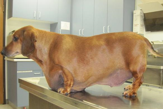 Symptoms, Causes, and Remedies for the Dog's Stomach Sagging on One Side