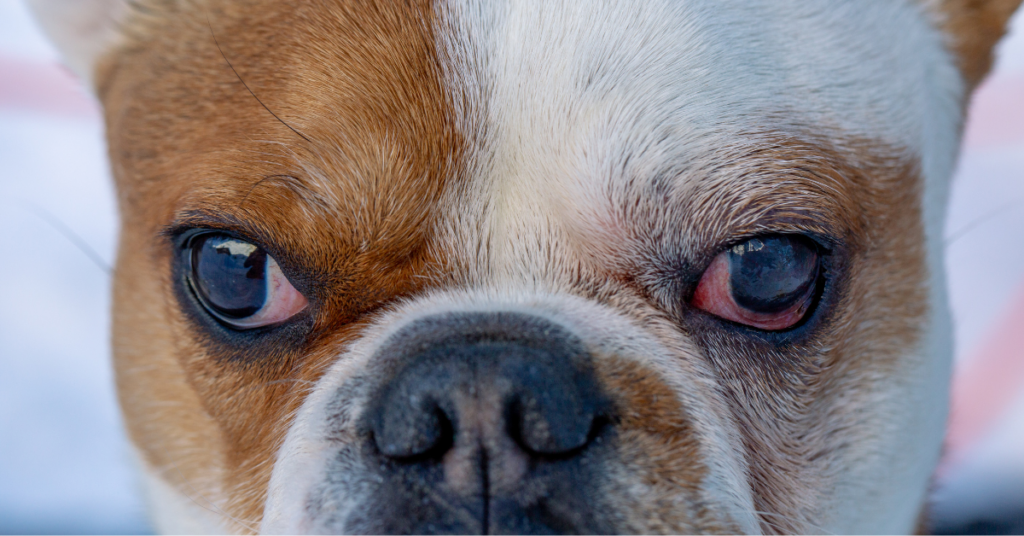 What are The Signs and Symptoms of Pigmentary Keratitis?