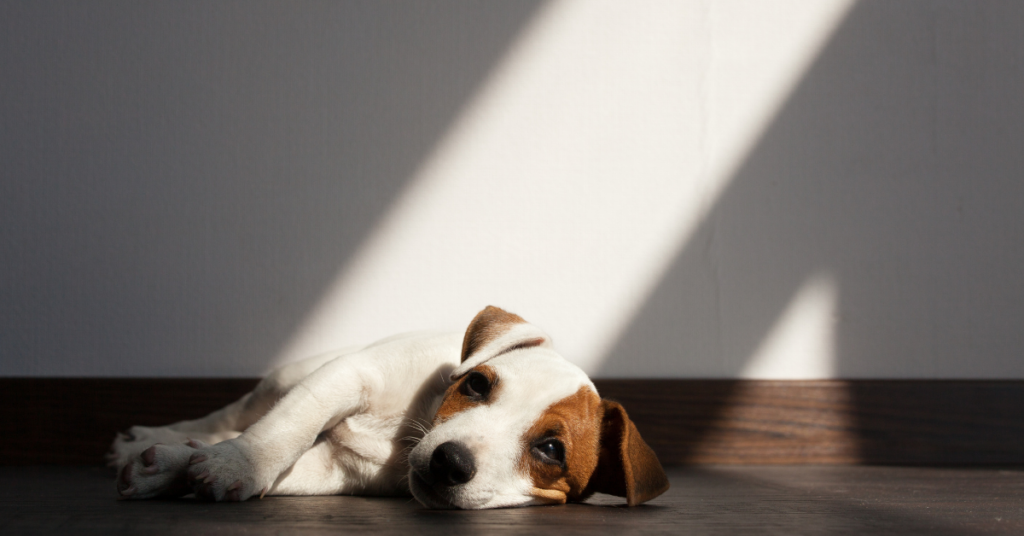 What are the Early Signs of Kidney Failure in Dogs?
