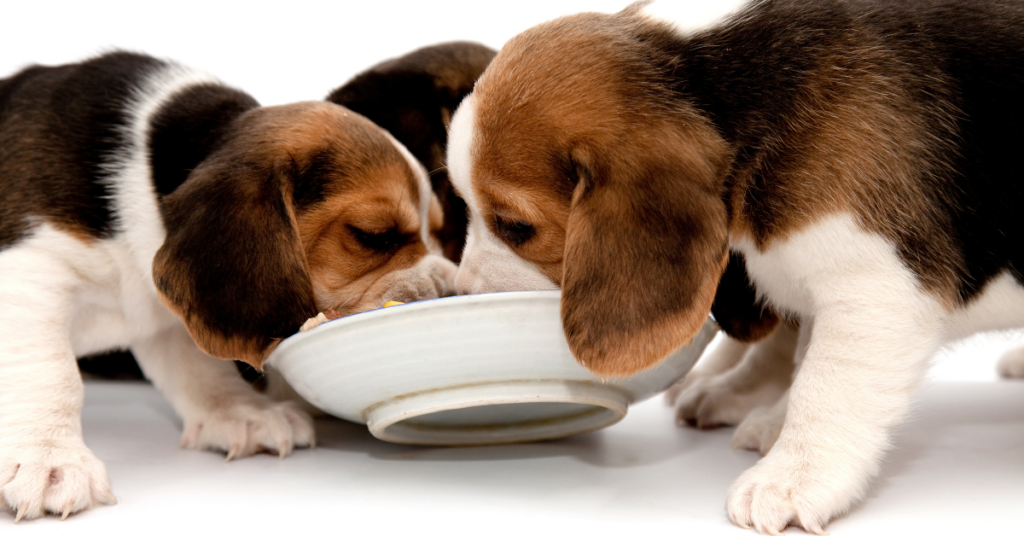 What is The Right Time To Feed The Puppies