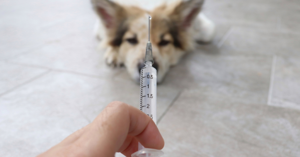 When Should you Euthanize a Dog With Kidney Failure?