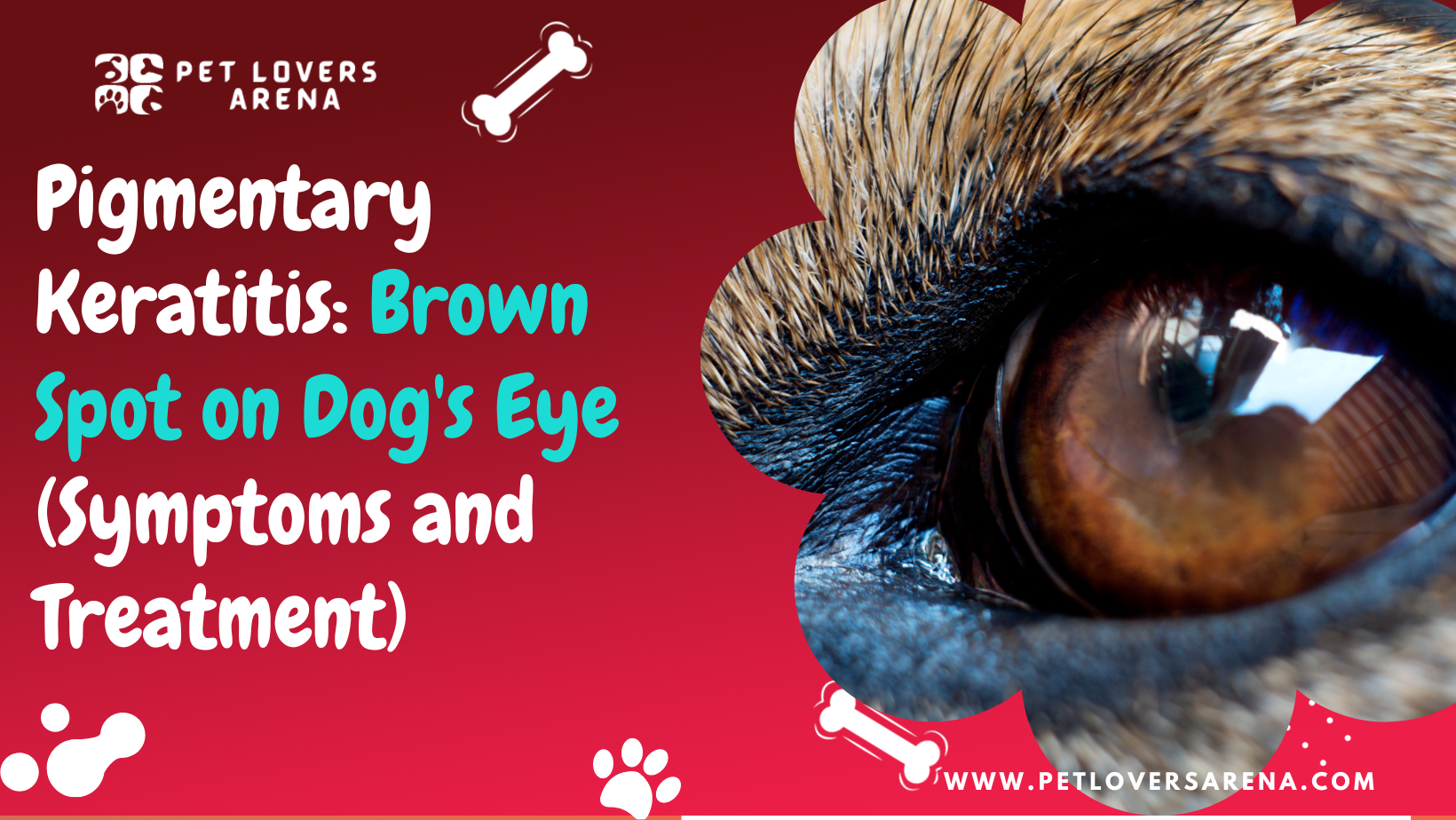 brown spot on dog eye