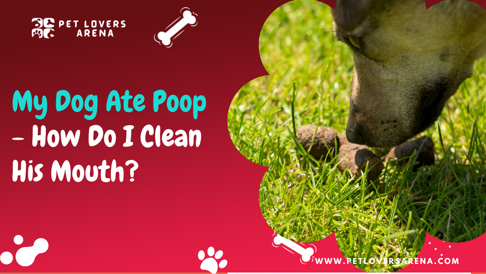 my dog ate poop how do i clean his mouth