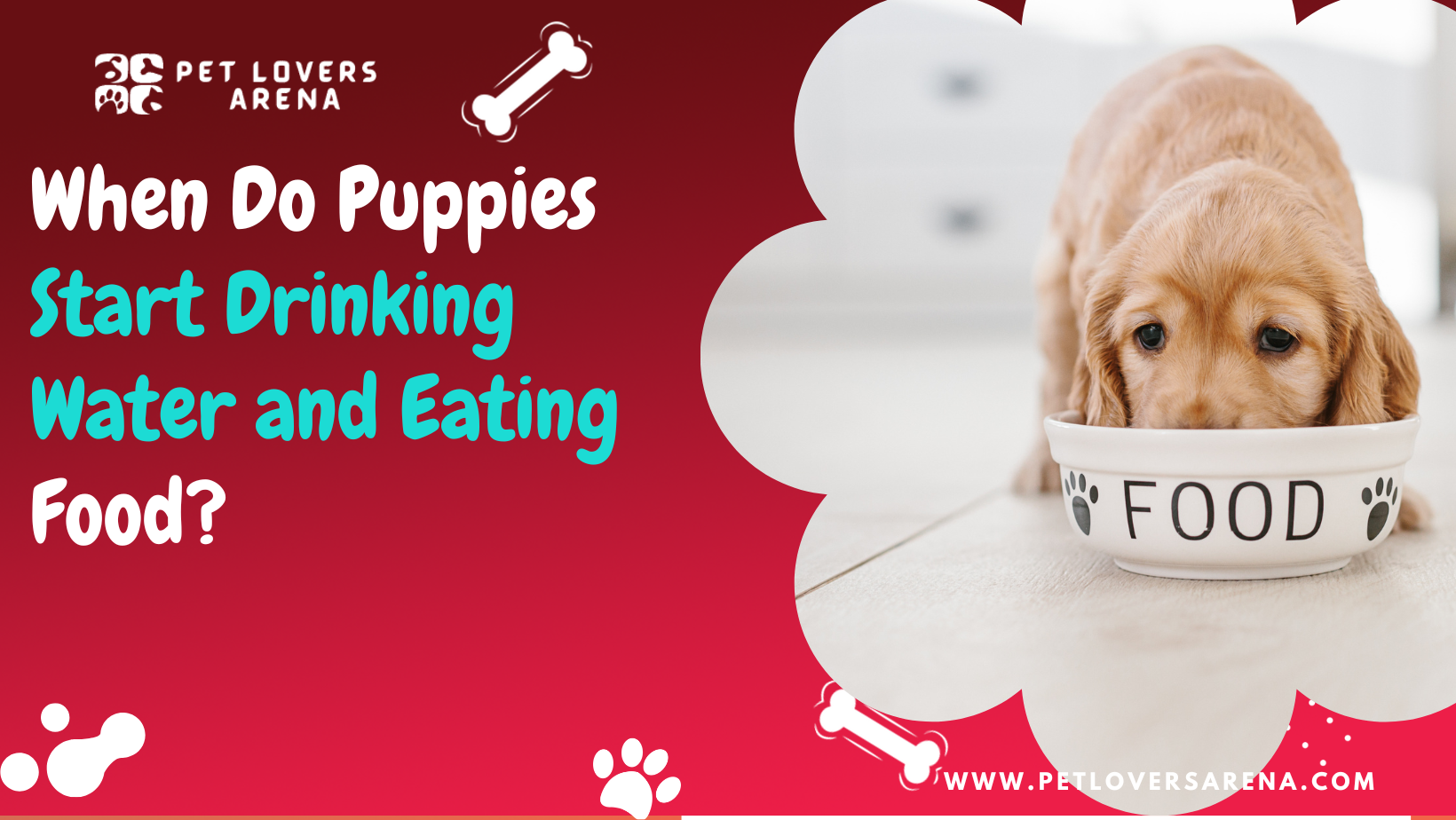 when do puppies start eating food and drinking water