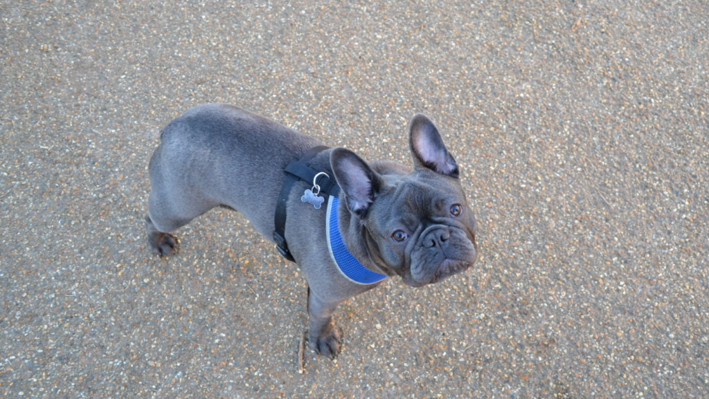 How To Take Care Of French Bulldogs, If They Cry Too Much?