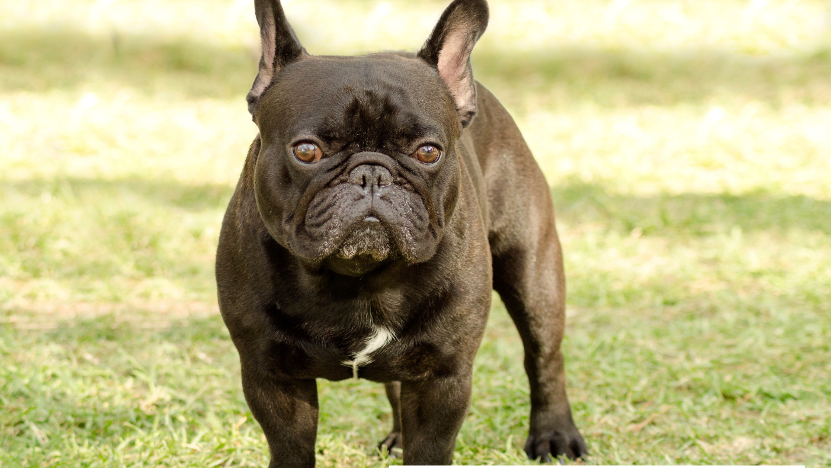What Are The Possible Reasons That Make The French Bulldogs Cry so Much?