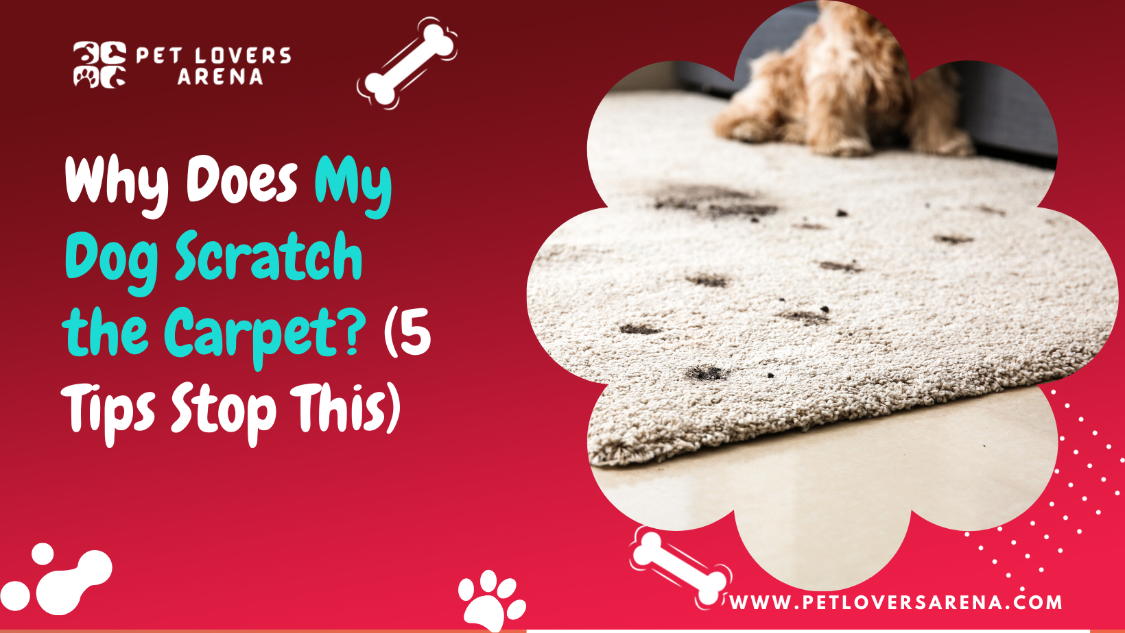 Why Does My Dog Scratch the Carpet? (5 Tips Stop This)