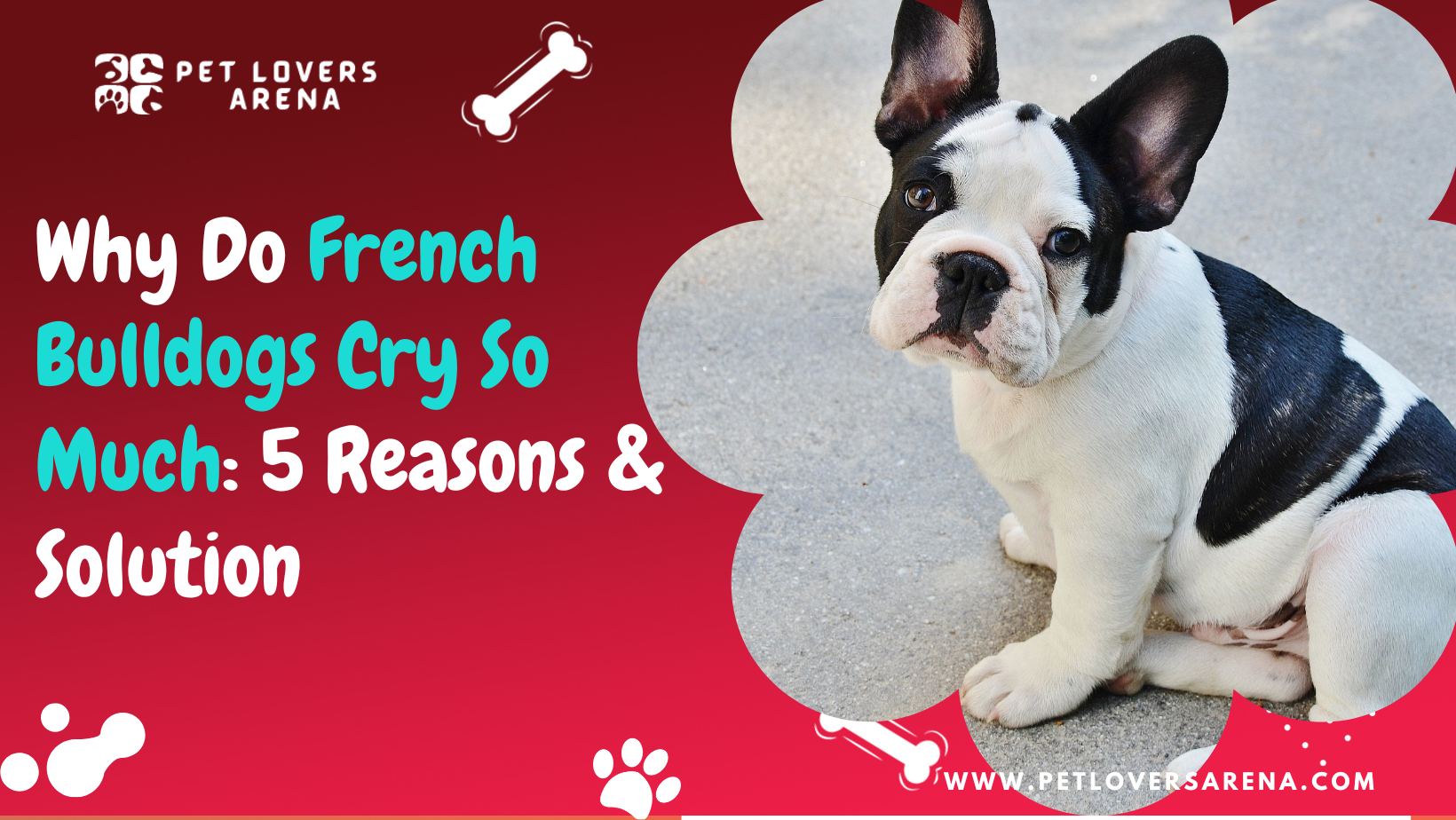 why do french bulldogs cry so much