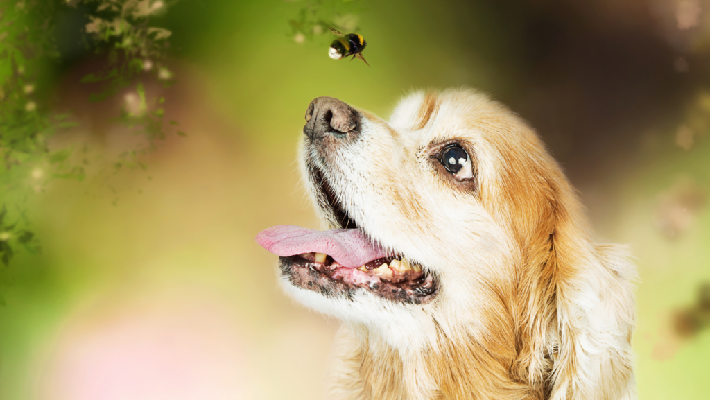 Can Dogs Eat Insects?