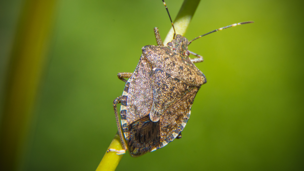 What Are Stink Bugs?