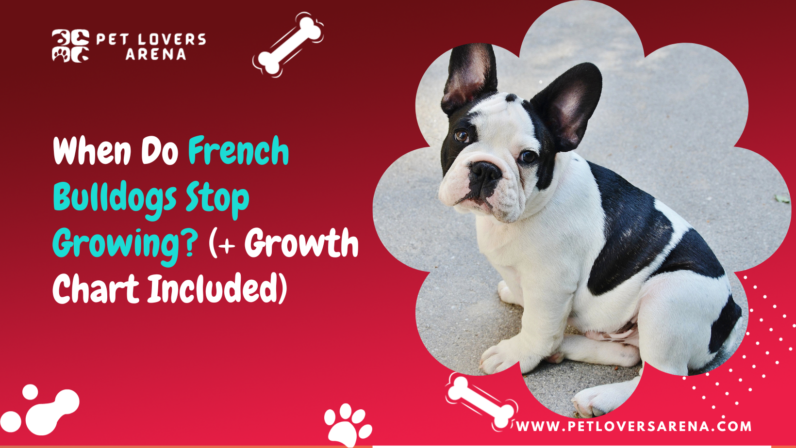 When Do French Bulldogs Stop Growing?