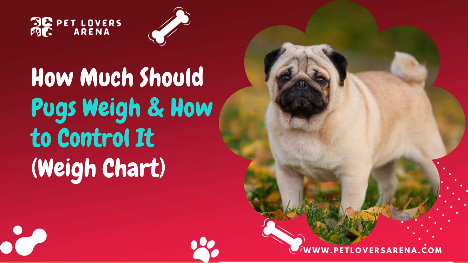 How Much Should Pugs Weigh