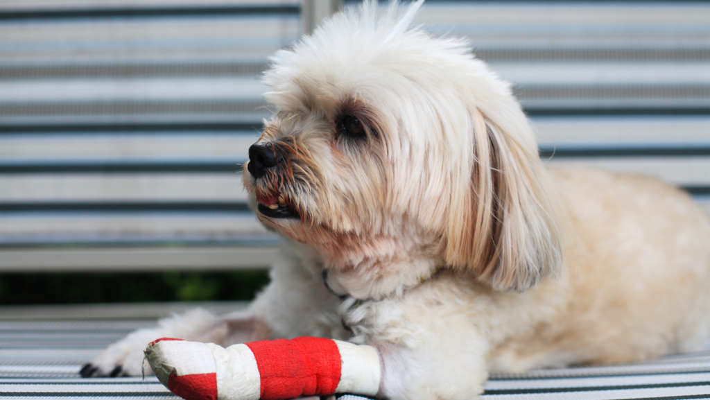 How Should You Handle a Broken Bone in Your Dog?