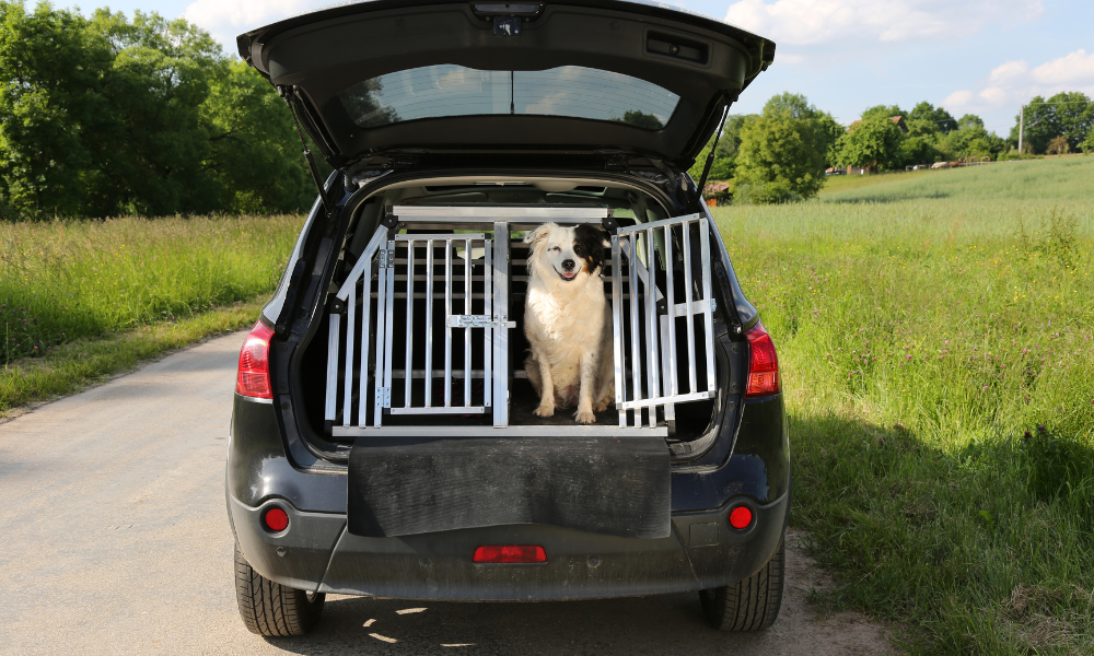 How To Keep Your Dog Safe During Car Trips