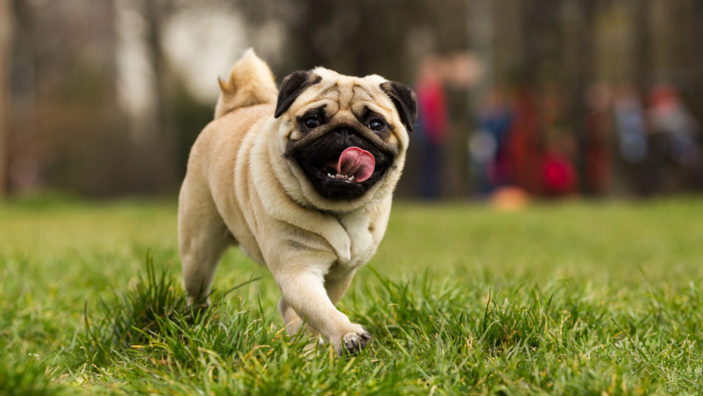 How to Control a Pug’s Weight?