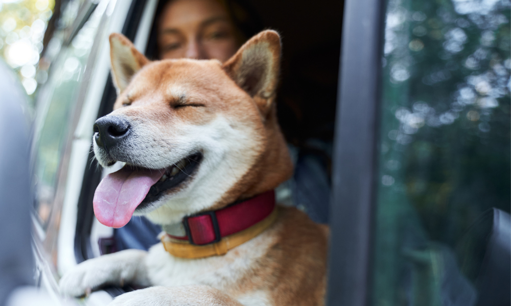 How to Make Car Rides More Enjoyable for Your Dog