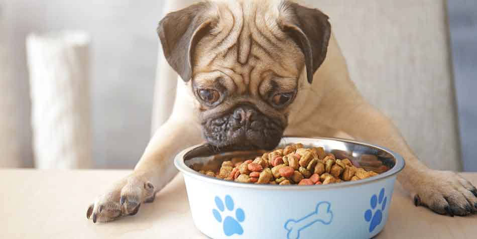 Manage your pug’s hunger