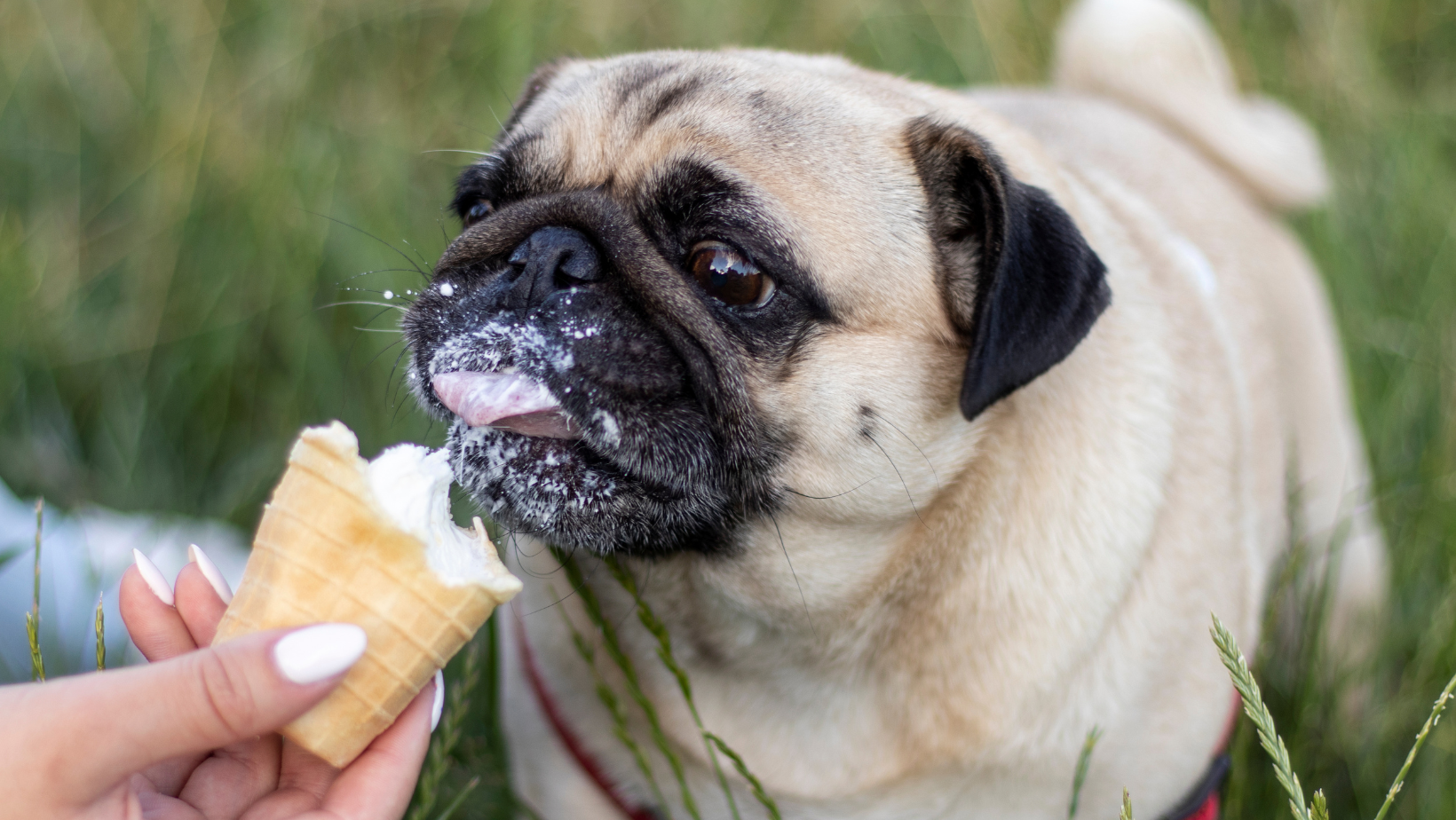 Should I Stop Giving My Pet Dog Sugar Treats Due to Weight Gain?