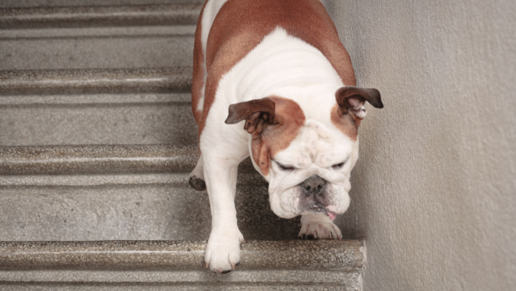 What Should You Do If Your Dog Fell Down The Stairs