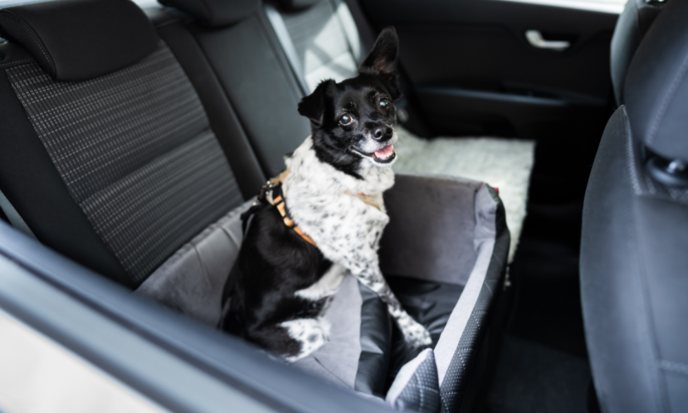 What to do if your dog is pooping in your car
