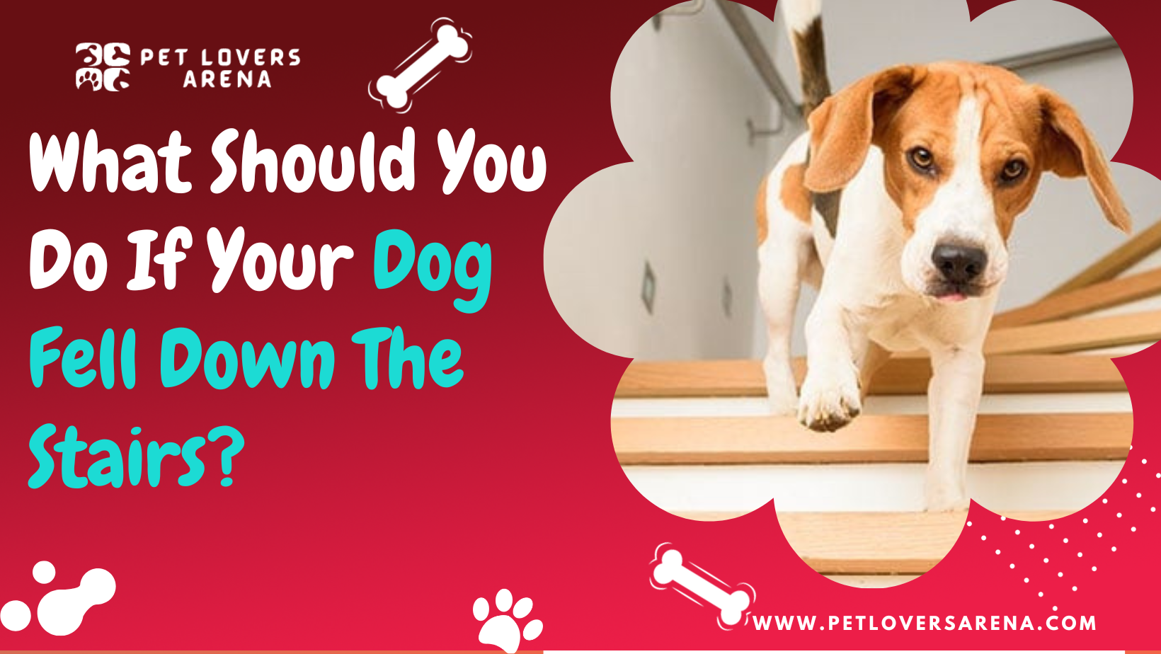What Should You Do If Your Dog Fell Down The Stairs?