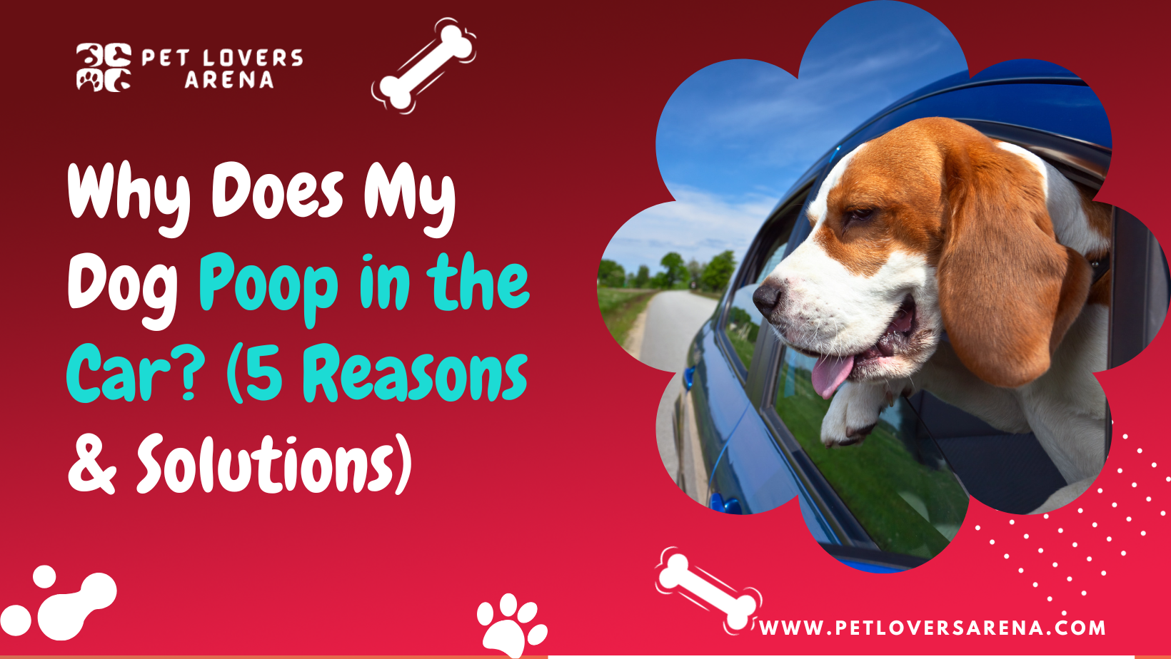 Why Does My Dog Poop in the Car? (5 Reasons & Solutions)
