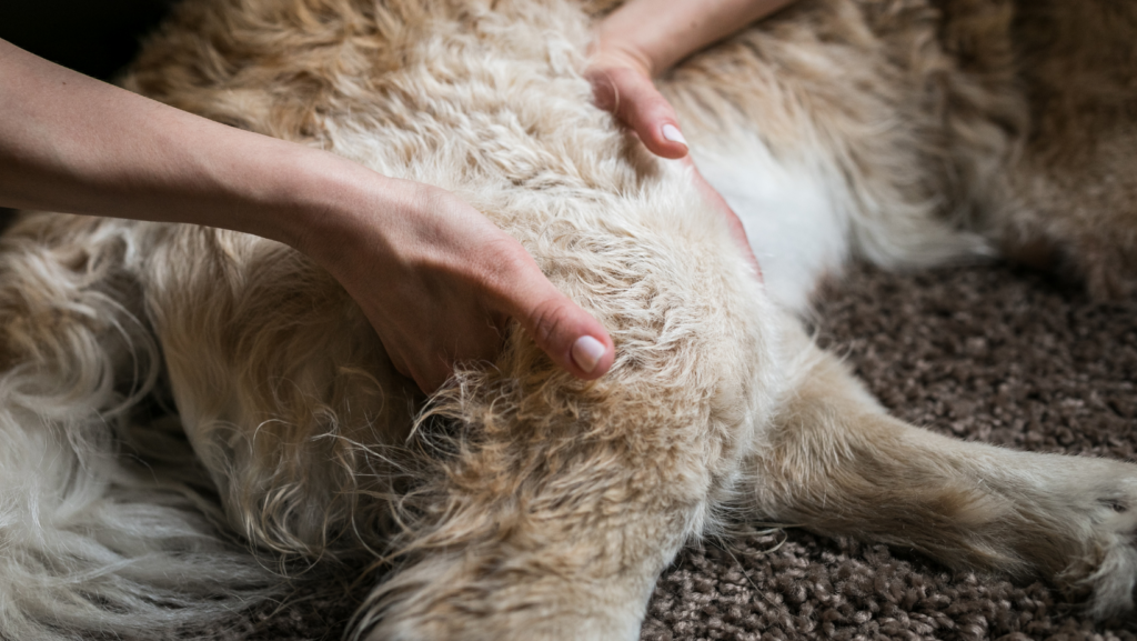 How Can I Prevent My Dog’s Paws From Turning Inwards Again