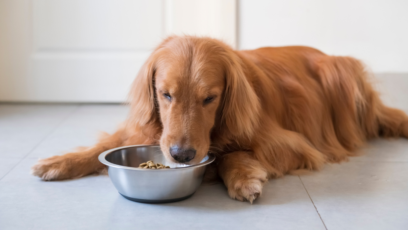 How Do I Get My Dog To Eat Slower?