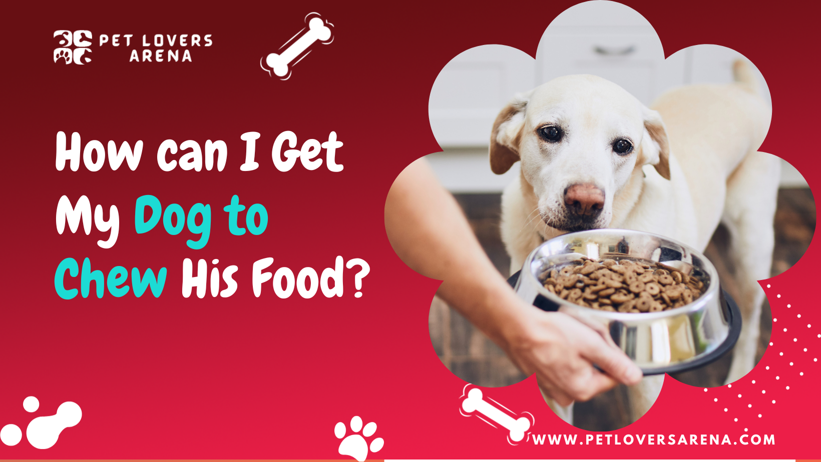 How can I Get My Dog to Chew His Food?