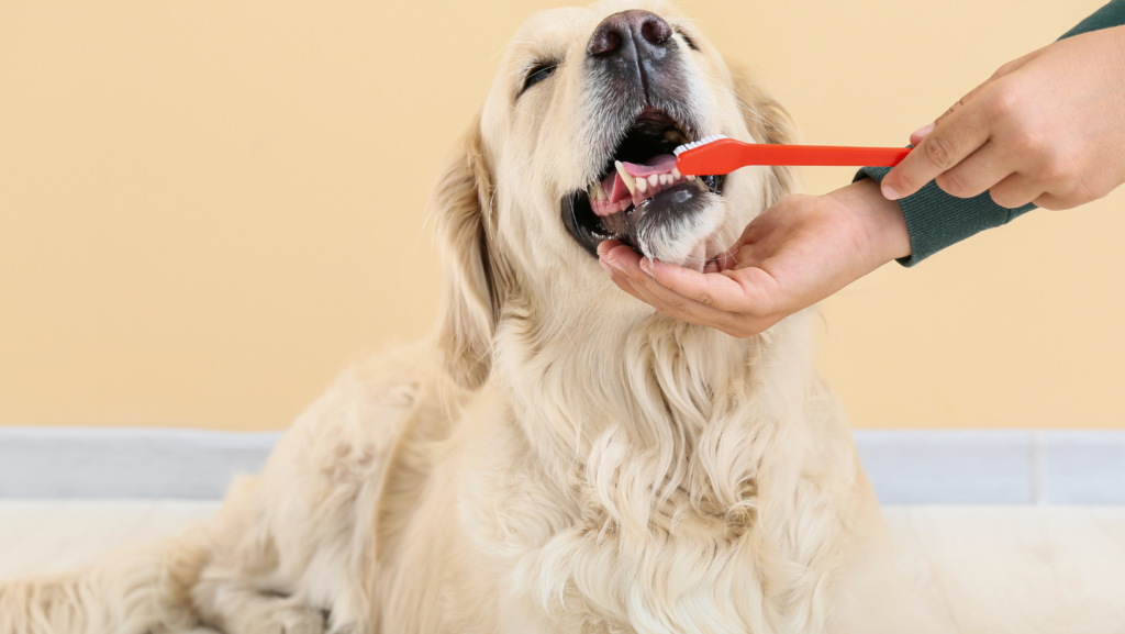 Brush Your Dog’s Teeth
