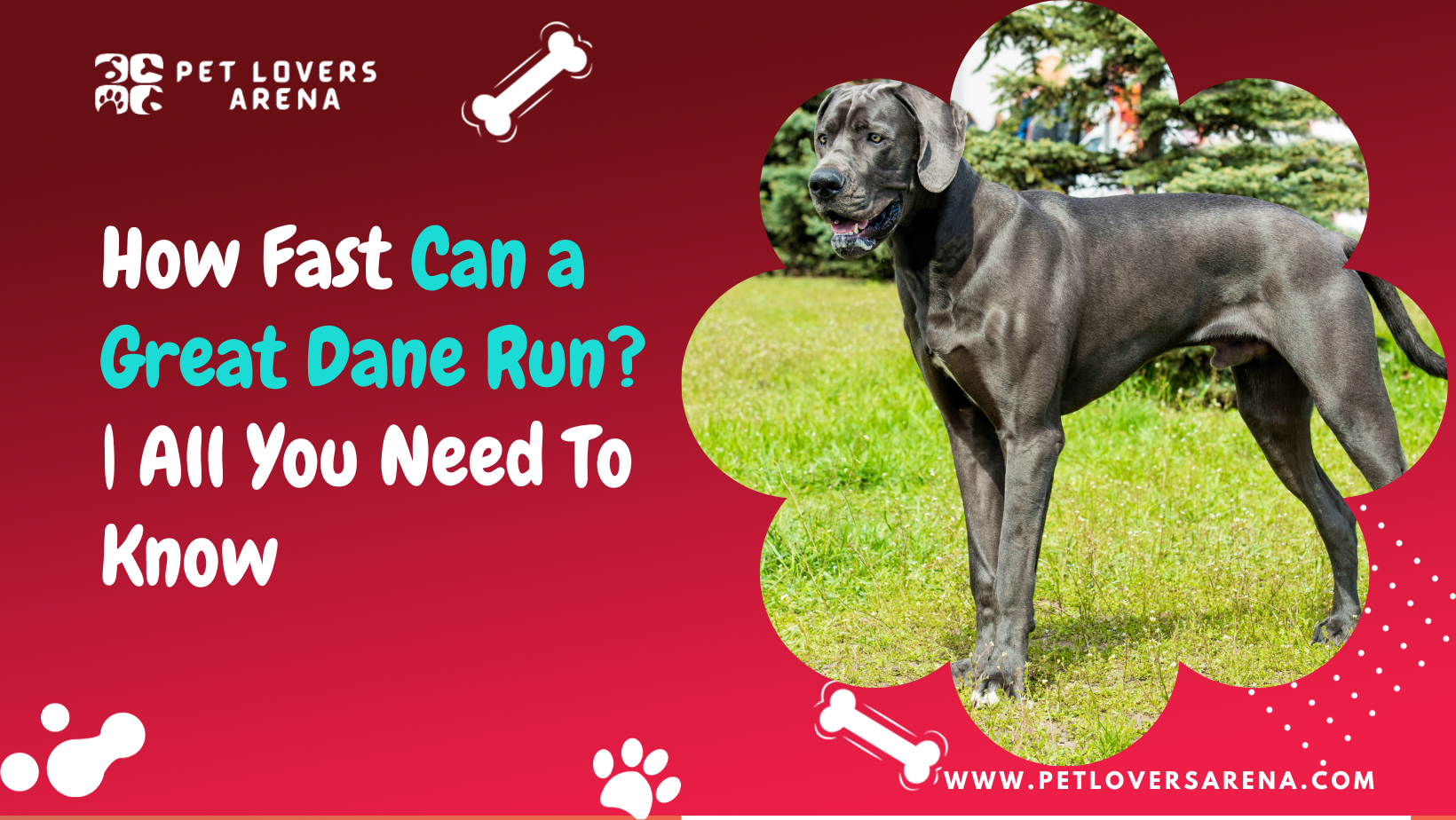 How Fast Can a Great Dane Run?