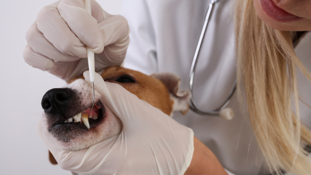 How to Prevent Dogs Gum Disease