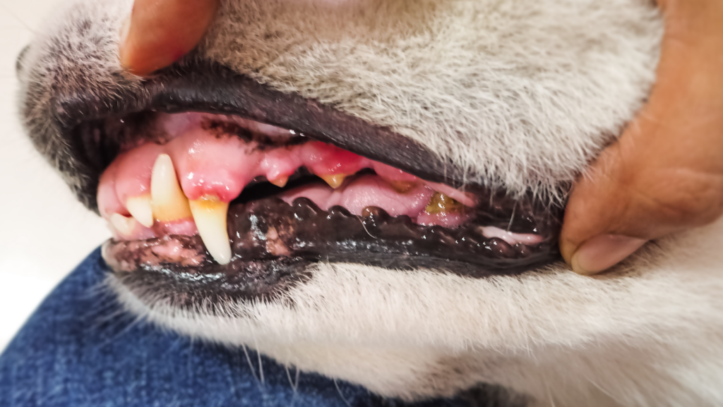 Recognizing Periodontal Disease In Canines