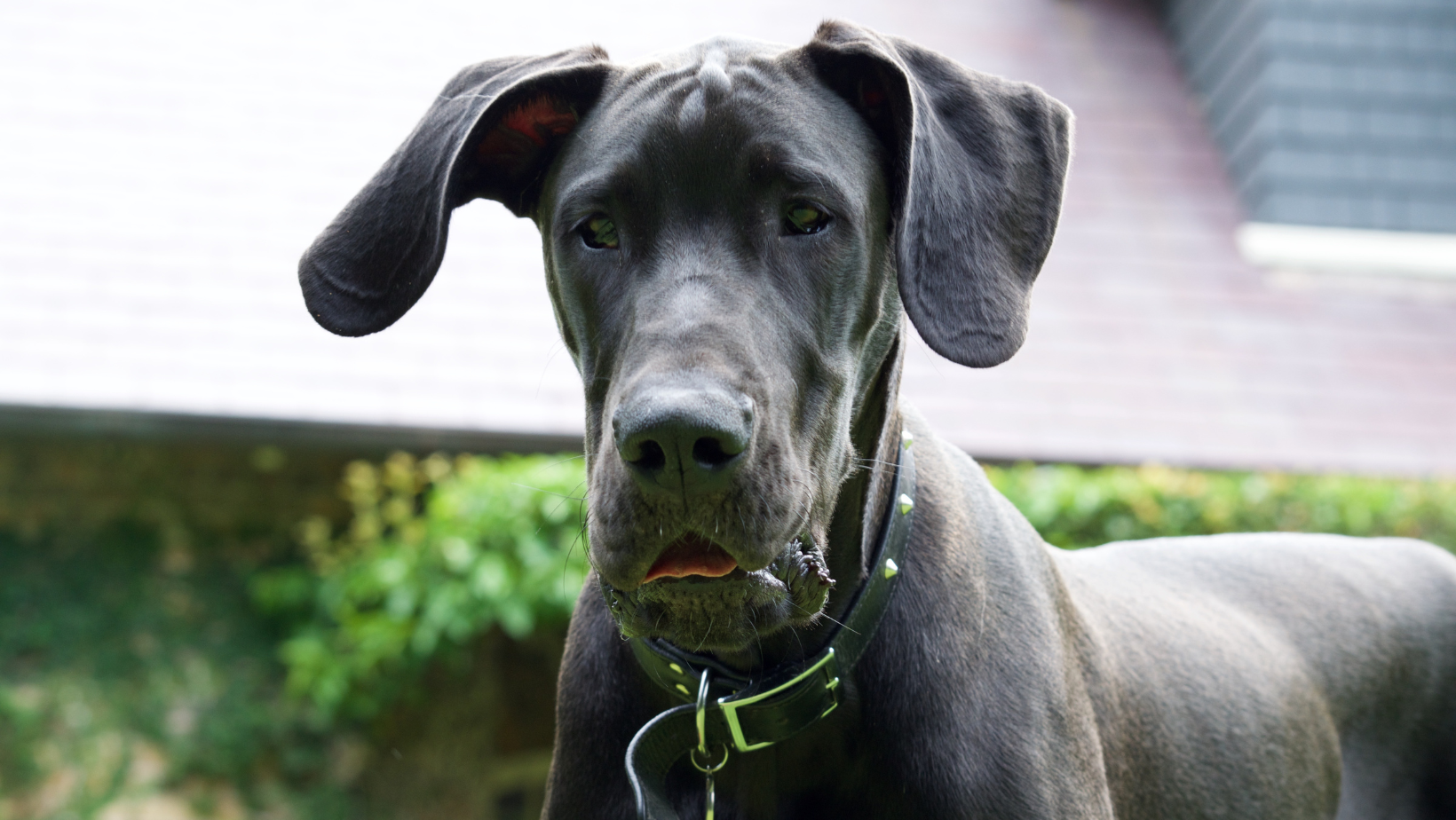 Why Are Great Danes So Fast?