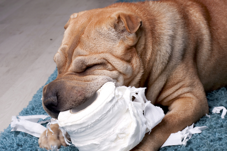 What Happens If My Dog Eats Tissue?