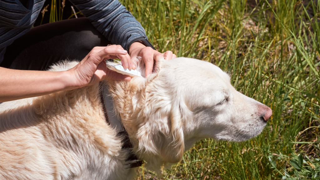 Are Dead, Dried Ticks Harmful To Dogs
