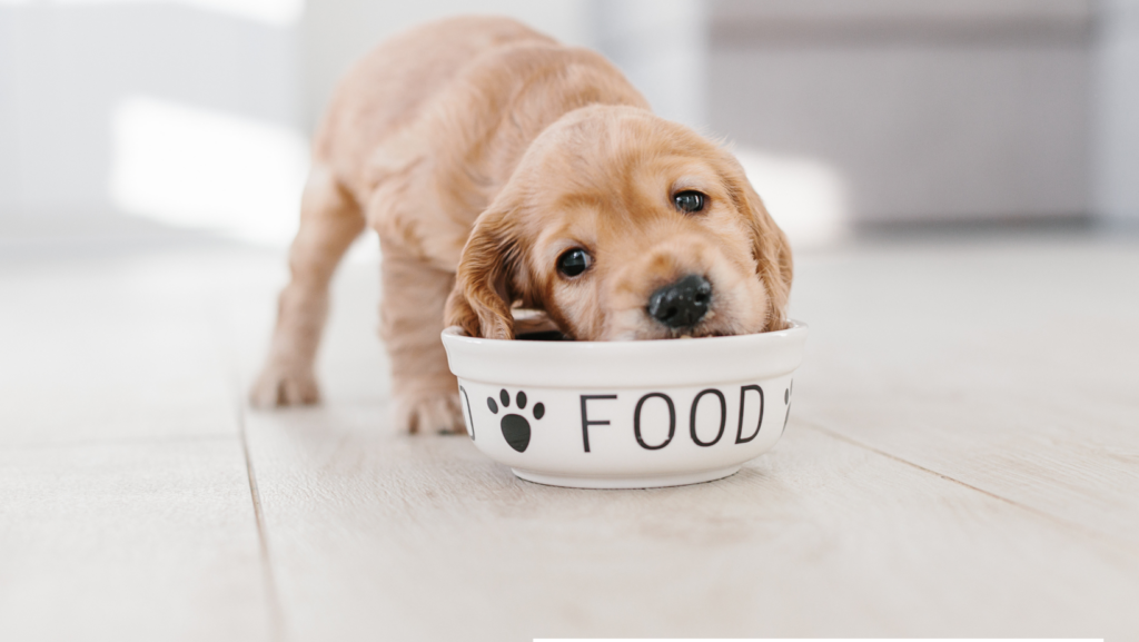Changes in your pup’s diet