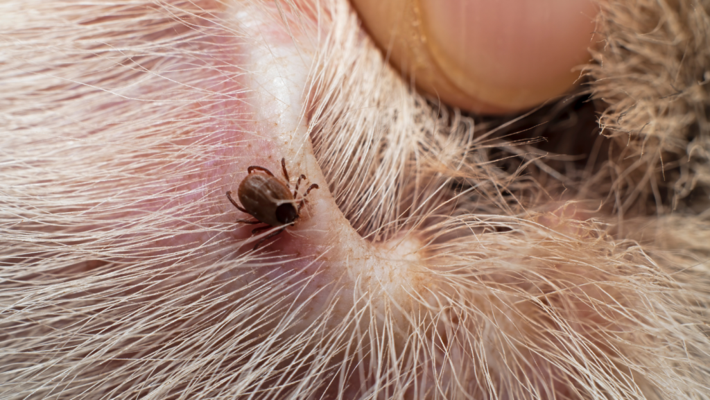What Are Dead, Dried Ticks Found On Dogs