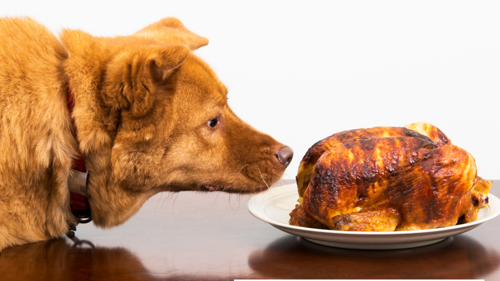 How Long Should You Give Your Dog This Rice And Chicken Diet